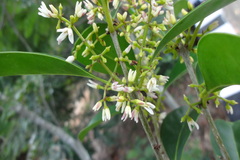 Chionanthus zeylanica